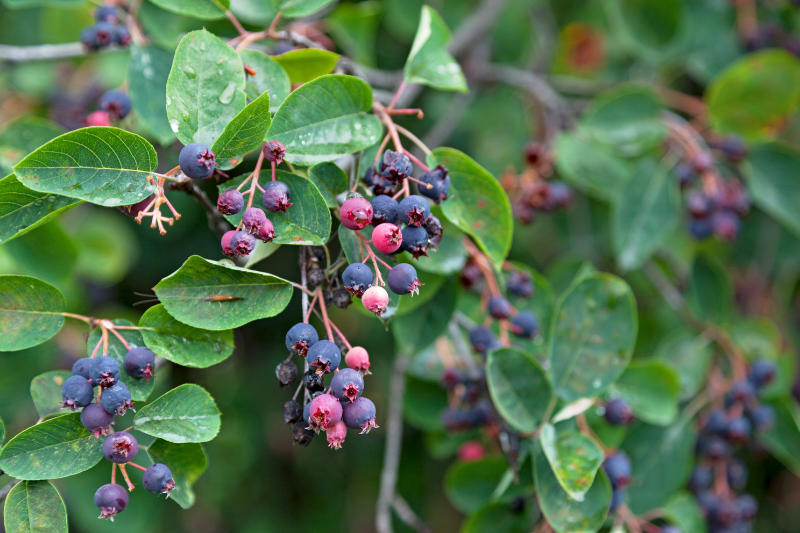 Création d’aires de glanage grâce à la plantation écoresponsable d’arbustes et arbres fruitiers