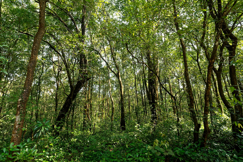 Implantation de forêts Miyawaki urbaines